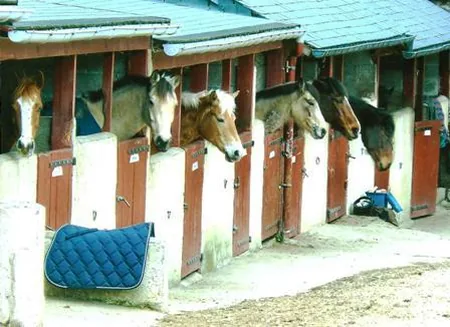 Aisehp Poney Club de Saint Malo à Saint-Malo, Ille-et-Vilaine (35)