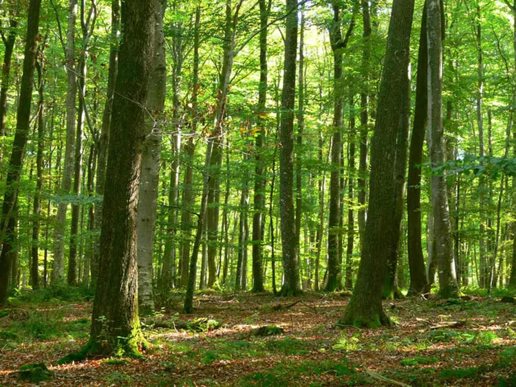Base Vtt Ffct - le Vert Plateau à Bellenaves, Allier (03)