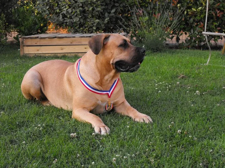 De la Cienda Del Perro à Landeronde, Vendee (85)