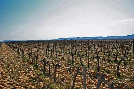 Domaine de la Mordorée à Tavel, Gard (30)