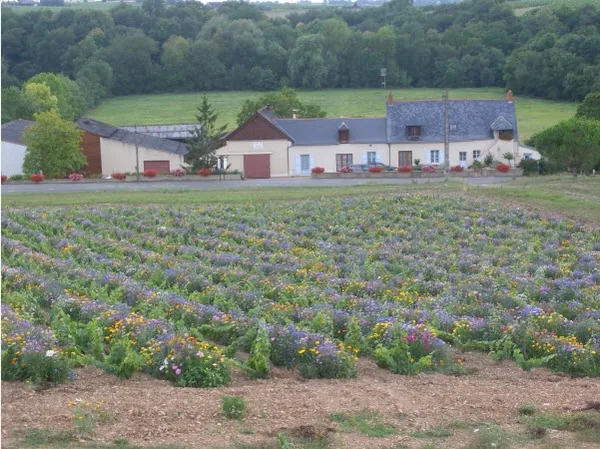 Domaine Cady à Saint-Aubin-de-Luigné, Maine-et-Loire (49)
