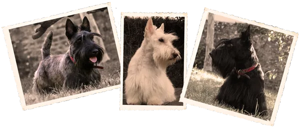 Elevage de Scottish Terrier le Clan des Bigoudens à Pont-l'Abbé, Finistère (29)