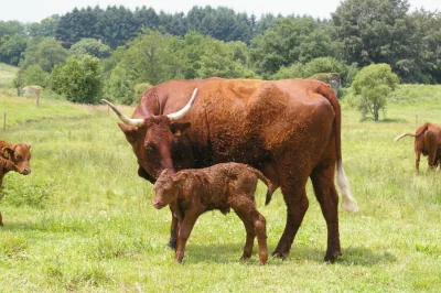 Ferme Pédagogique de Daude à Omps, Cantal (15)