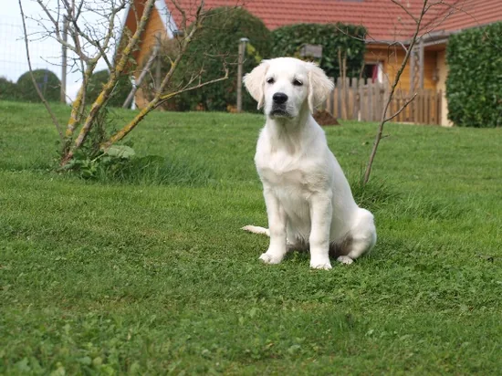 Golden Retrievers du Logis d'Écot à Écot, Doubs (25)