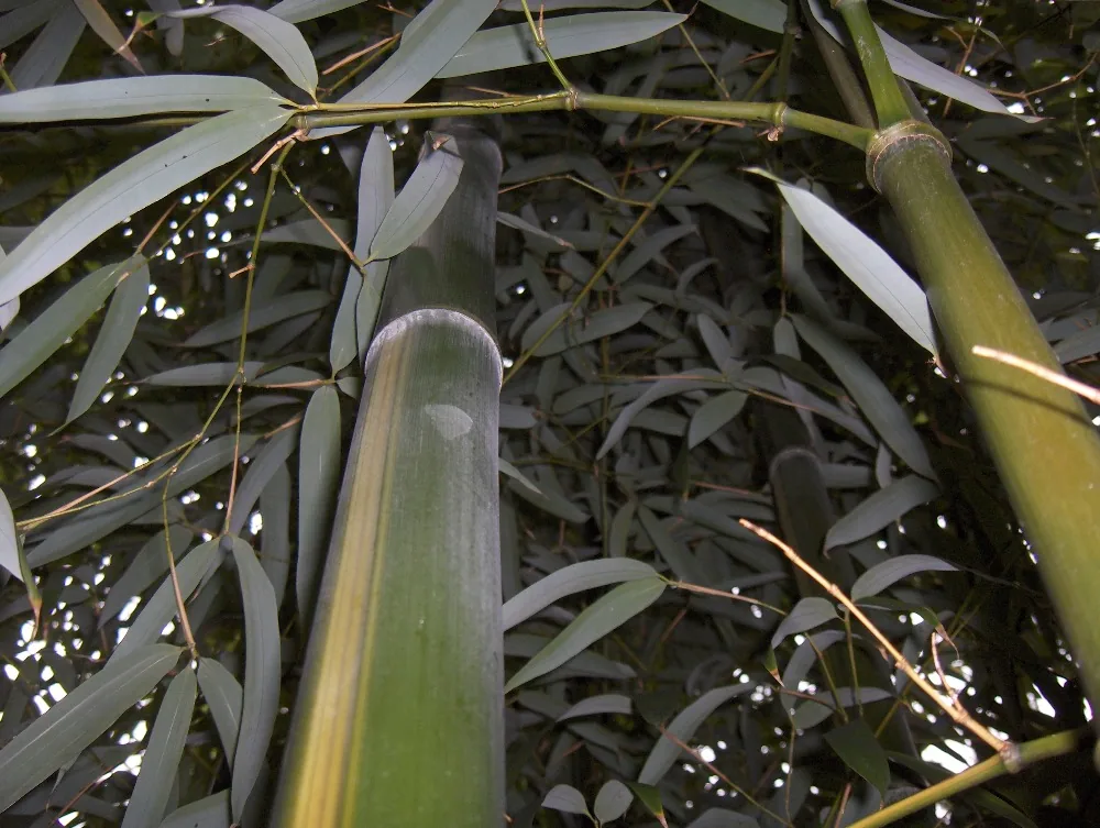Jardin Jungle Karlostachys à Eu, Seine-Maritime (76)