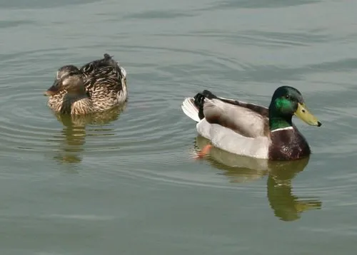 Lac du Ritouret à Blagnac, Haute-Garonne (31)
