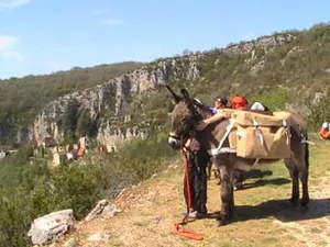 Les Anes de la Vallée du Lot à Villeneuve-sur-Lot, Lot-et-Garonne (47)
