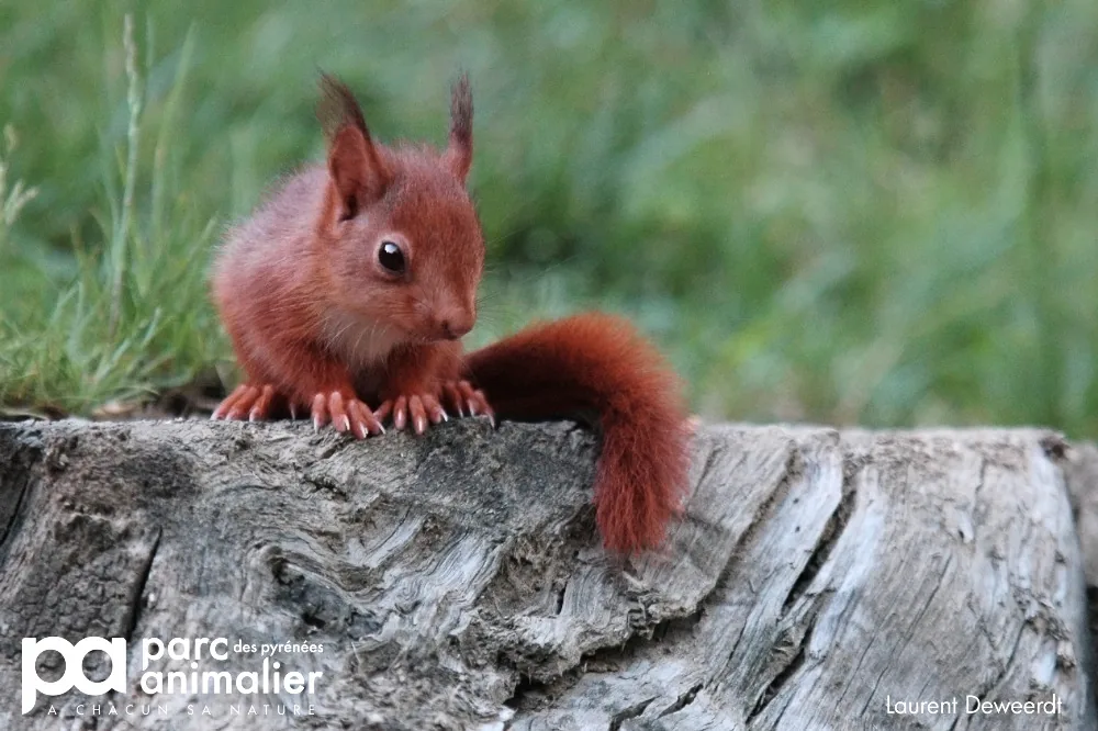 Parc Animalier des Pyrenees à Argelès-Gazost, Hautes-Pyrénées (65)