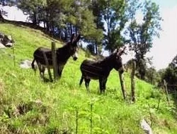 Pand'Anes à Saint-Bonnet-près-Orcival, Puy-de-Dôme (63)