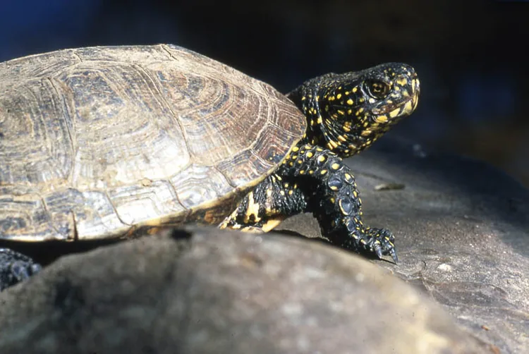 Parc Animalier / le Village des Tortues à Gonfaron, Var (83)