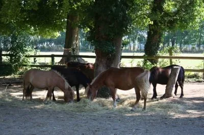 Poney-Club des Prairies à Lusigny-sur-Barse, Aube (10)