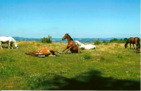 Poney Club de Cenves à Cenves, Rhône (69)
