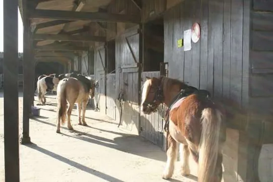 Poney Club de Maison Neuve - Écuries Propriétaires à Acigné, Ille-et-Vilaine (35)