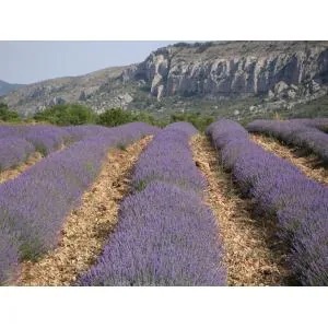 Rando-guide.com à Vaison-la-Romaine, Vaucluse (84)