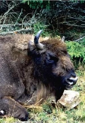 Réserve des Bisons d'Europe à Sainte-Eulalie, Lozère (48)