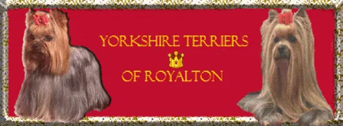 Royalton Yorkshire Terriers à Marseille, Bouches-du-Rhône (13)