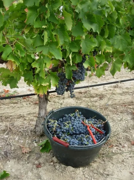 Secrets de vin à Suzette, Vaucluse (84)