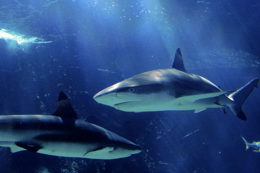 Seaquarium Institut Marin à Le Grau-du-Roi, Gard (30)