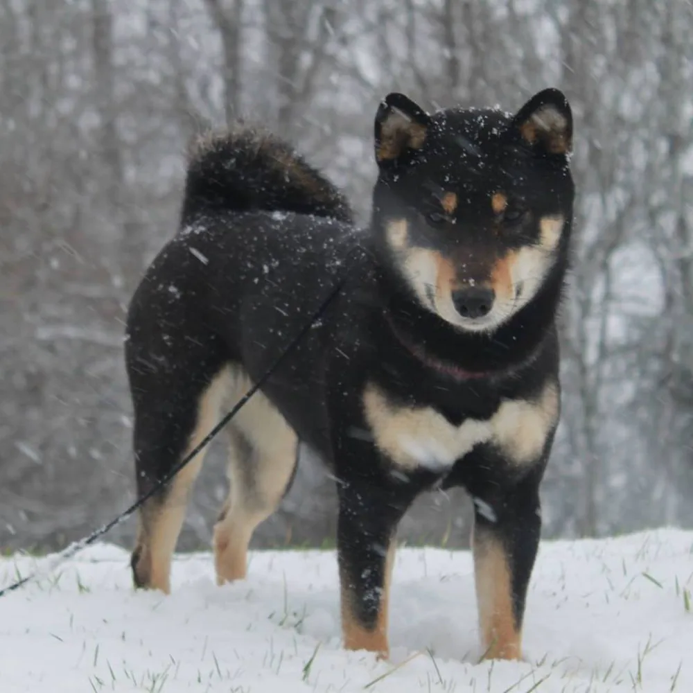 Shiba Inu By Kyub'Isae à Bar-le-Duc, Meuse (55)