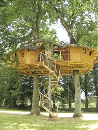 Sur un arbre perché à Pons, Charente-Maritime (17)