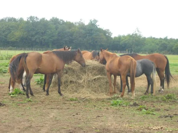 Vacances à cheval à la ferme à Penol, Isère (38)